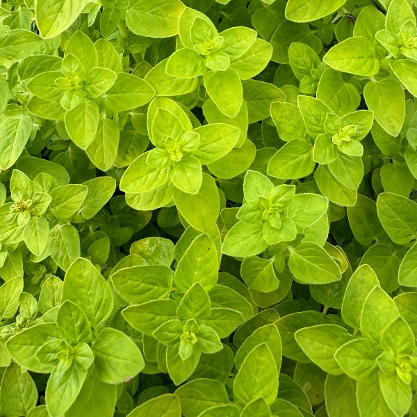 green colored Greek Oregano leaves