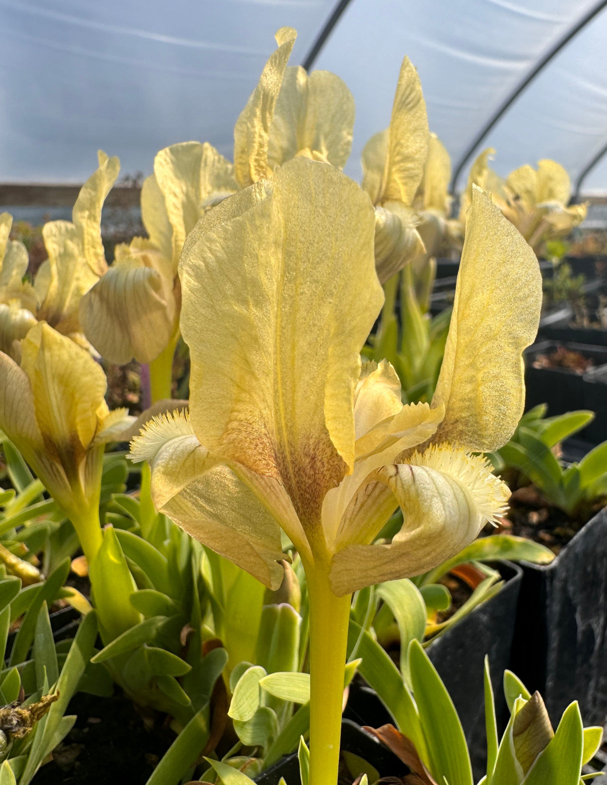 Blooming Greek Iris potted plant in greenhouse
