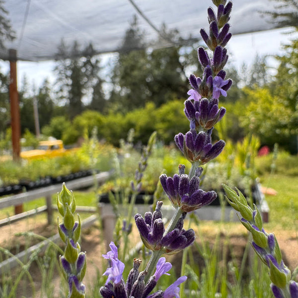 Blooming Lavandula x intermedia Gros Bleu lavender spike