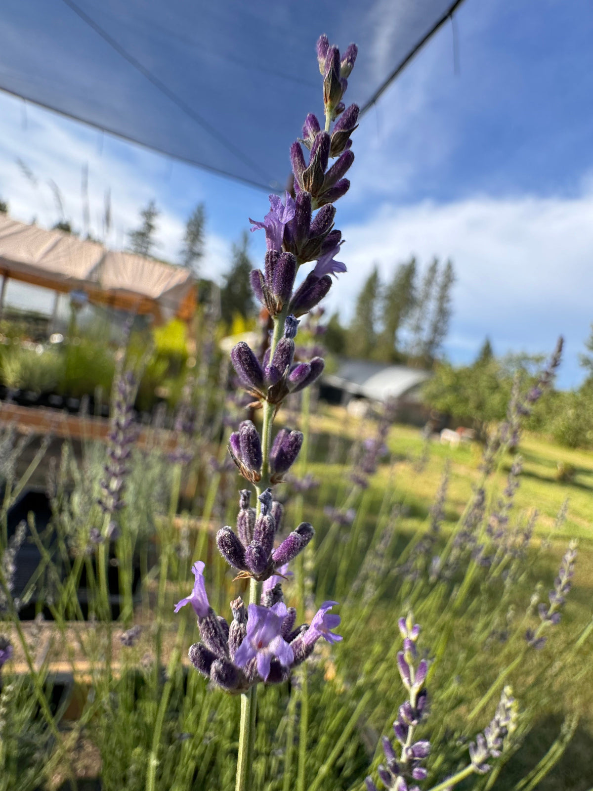 Purple lavender flowers with a blurred background of greenery and a building.
