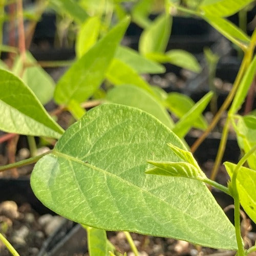 Groundnut Leaf