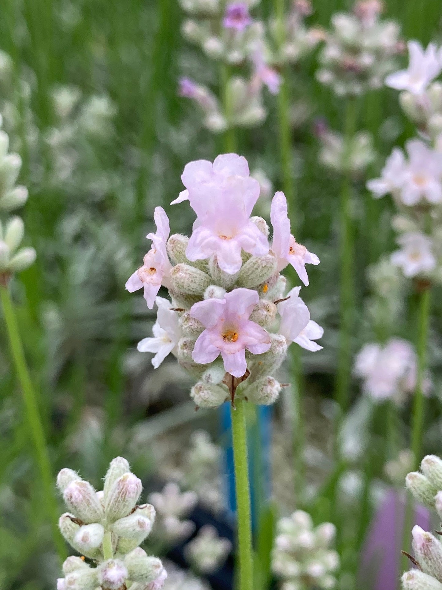 Hidcote pink flower