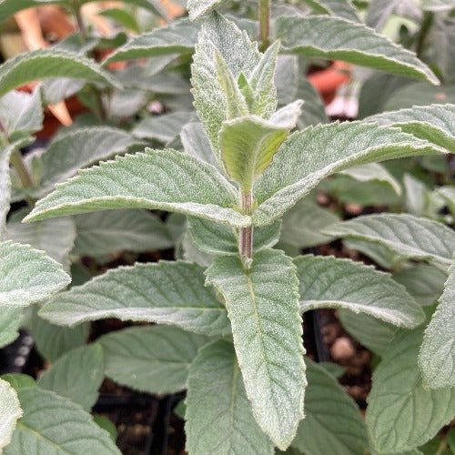 Himalayan Silver Mint