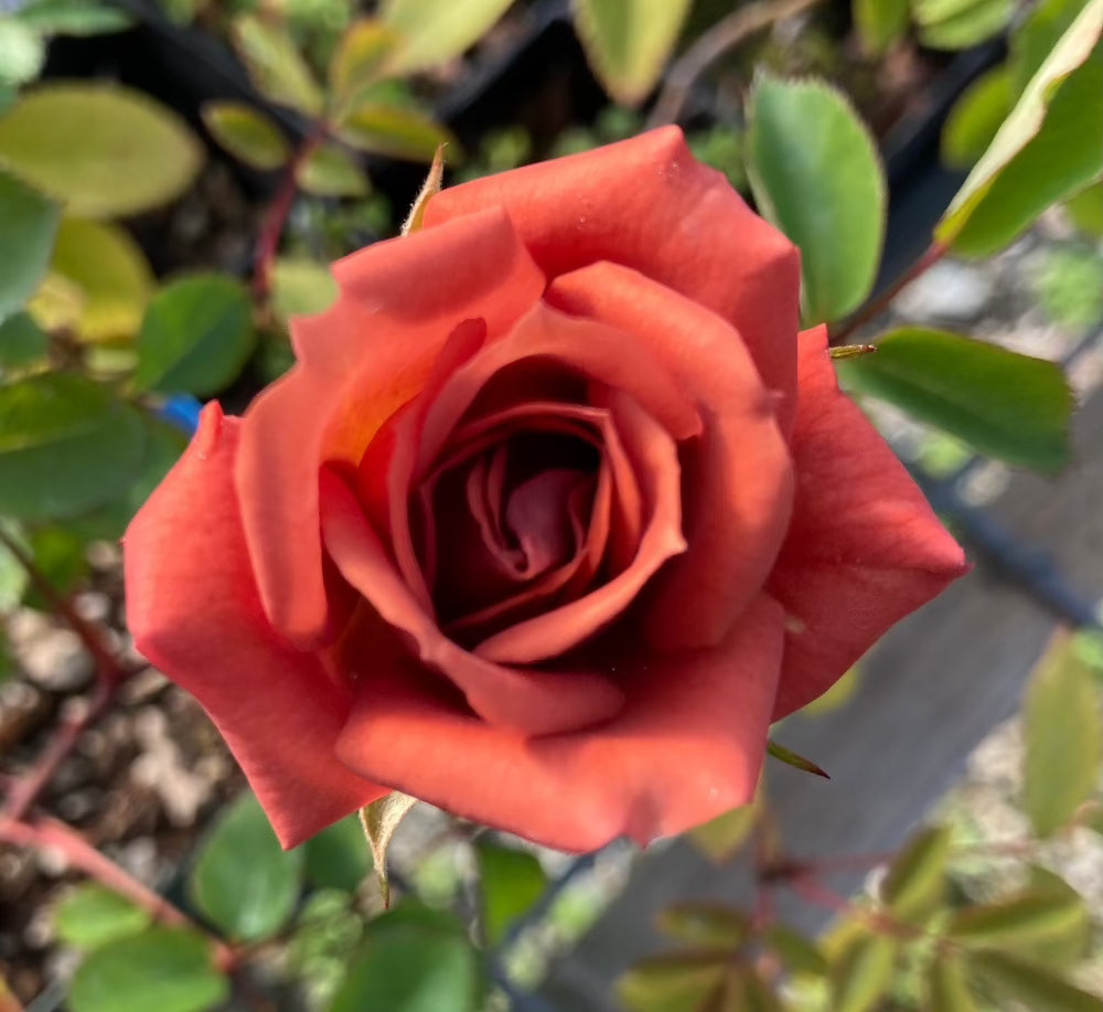 Teddy Bear Rose
