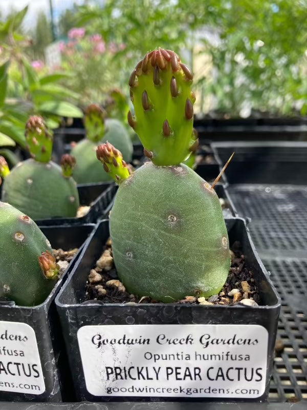 kinds of prickly pear cactus Prickly Pear Cactus (Opuntia humifusa)
