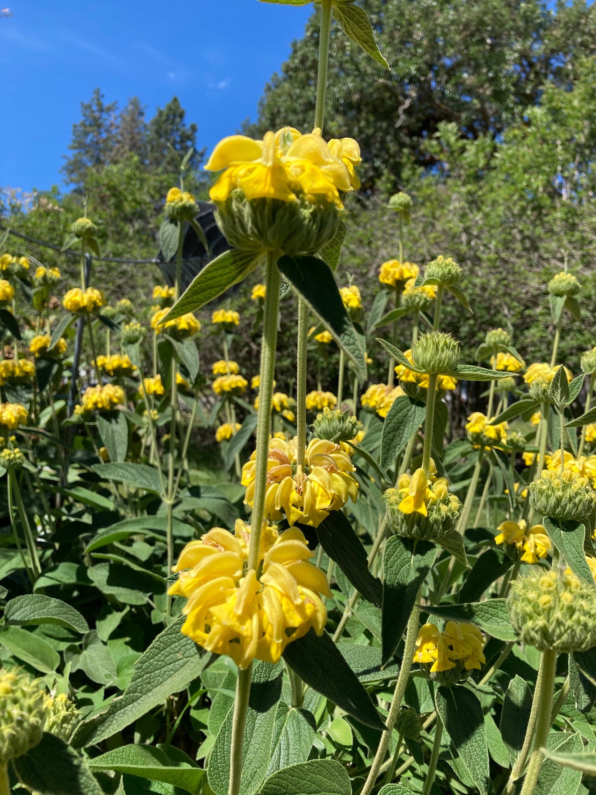 Jerusalem Sage flower