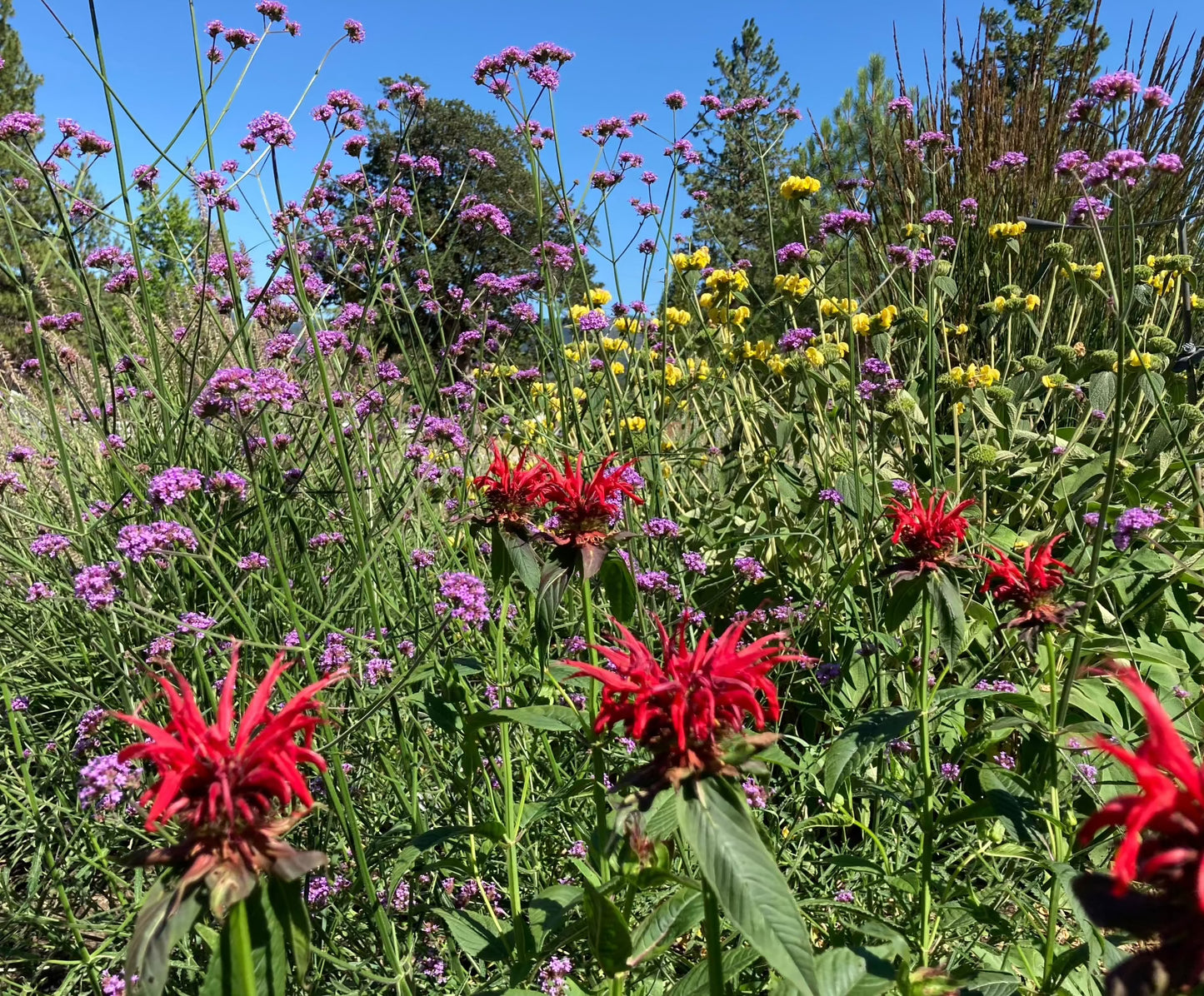 Monarda 'Jacob Kline' (Bee Balm)