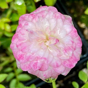 Rosa 'Peggy's Pink' (mini rose)