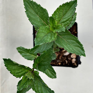Mentha 'Chewing Gum' (mint 'Chewing Gum')