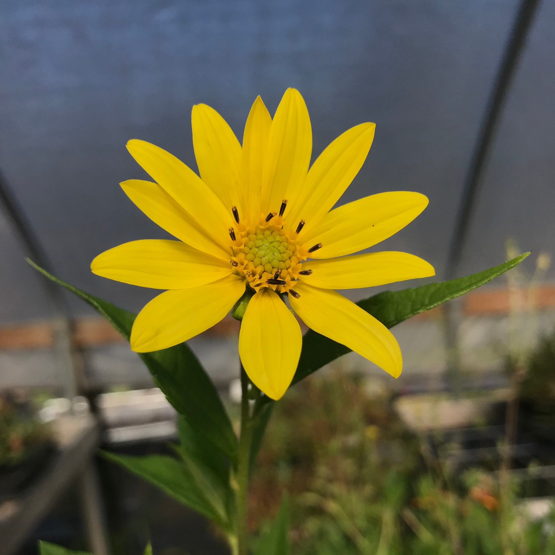 Perennial Sunflower