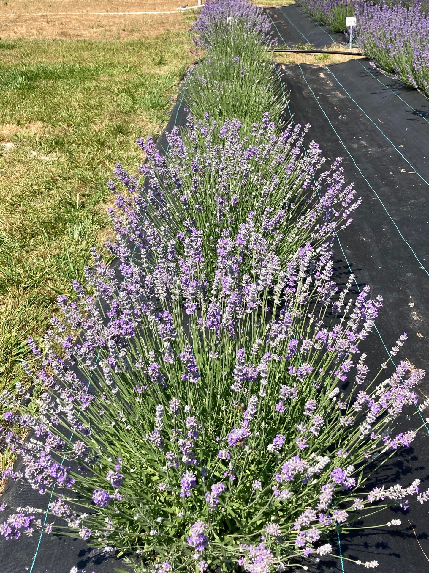 Irene Doyle lavender row