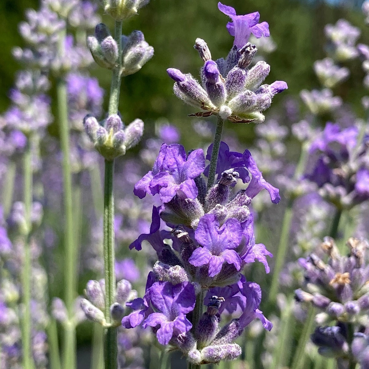 lavender scented plants Irene Doyle English Lavender
