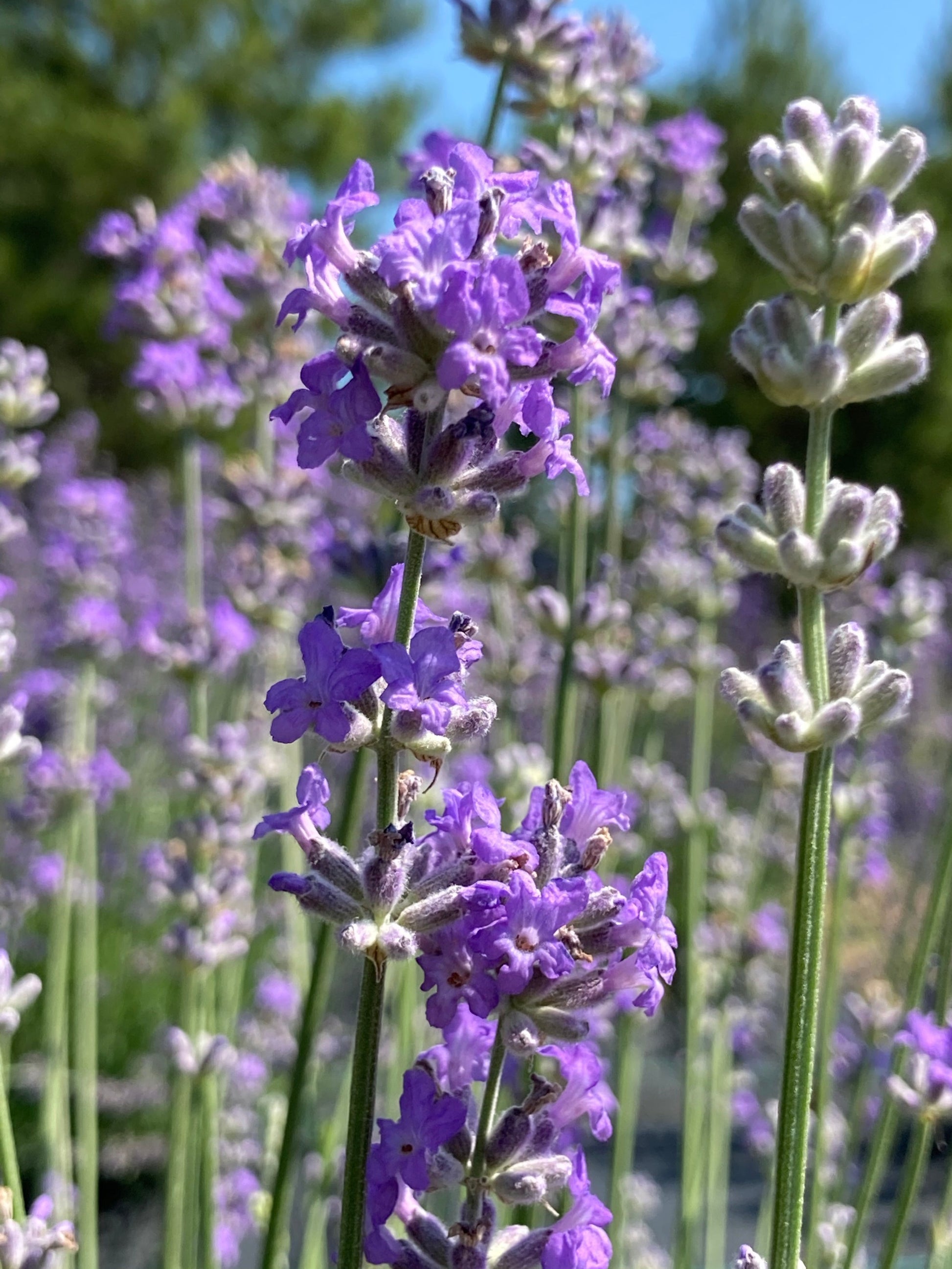 Irene Doyle Lavender