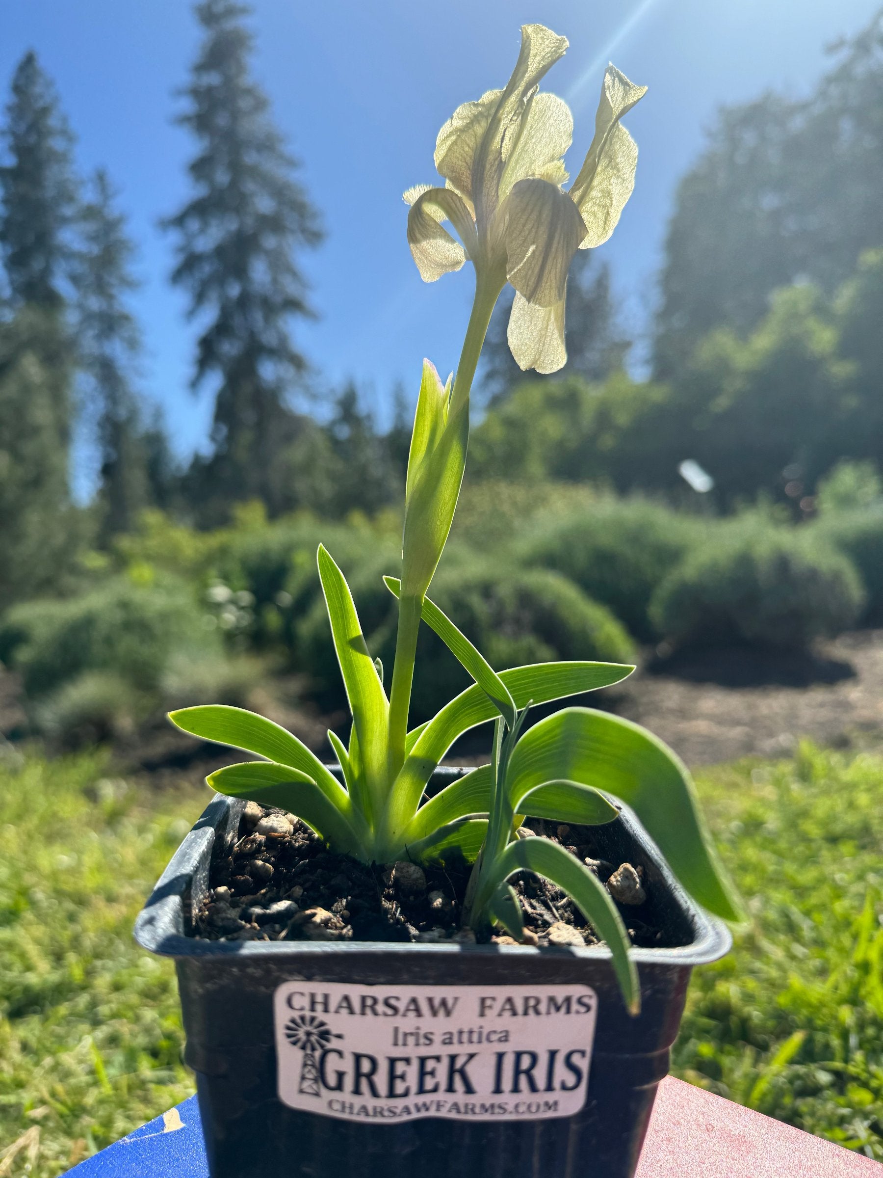 Iris attica Greek Iris pale yellow bloom in a pot