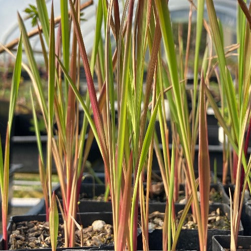 Japanese Blood Grass