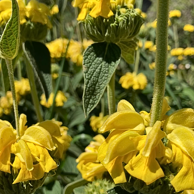 Phlomis fruticosa (Jerusalem sage)