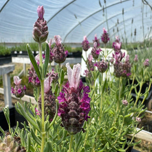 Blooming Spanish Lavender Kew Red potted plant in greenhouse