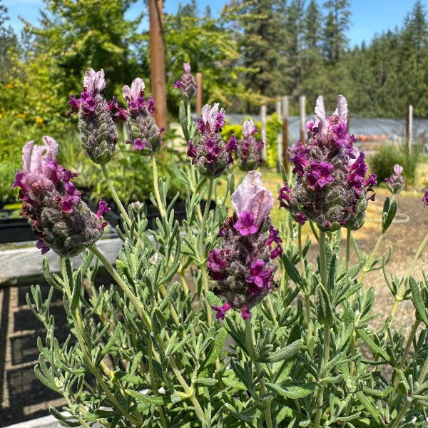 Kew Red lavender blooming potted plant with magenta flowers