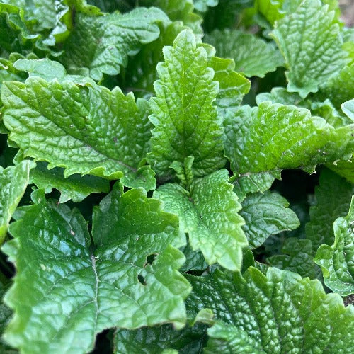 Lemon Balm foliage