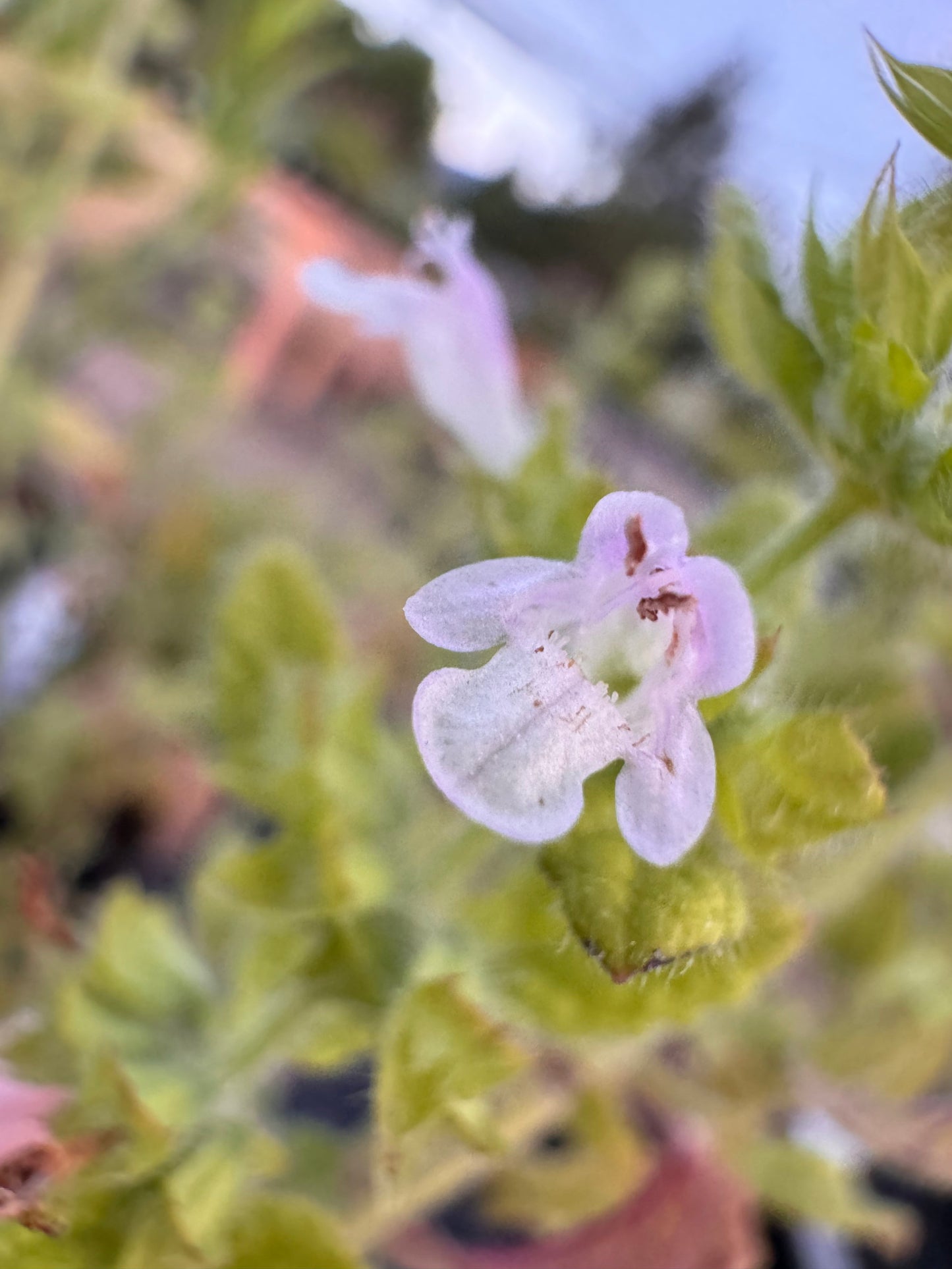 Close-up of a white flower with green leaves in the background