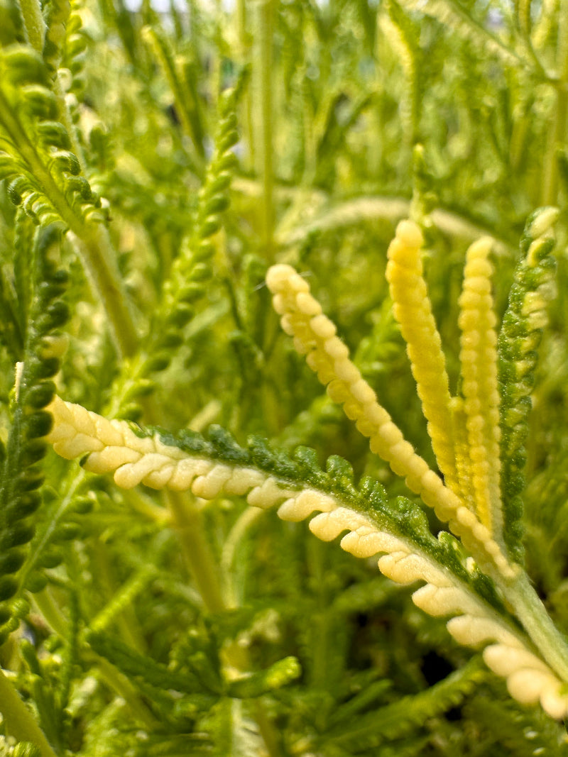 Lavandula dentata 'Linda Ligon' variegated foliage