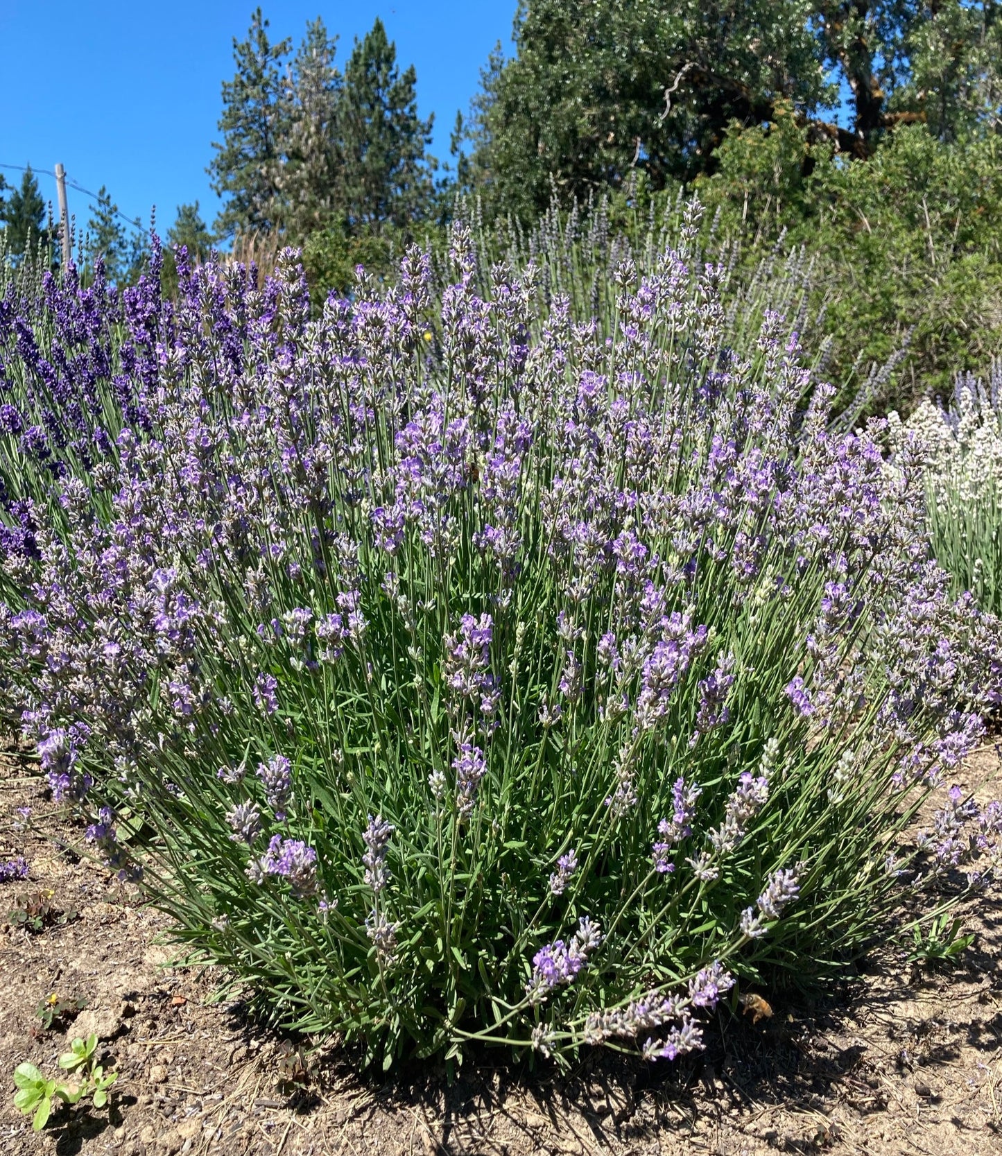 Little Lady Lavender shrub