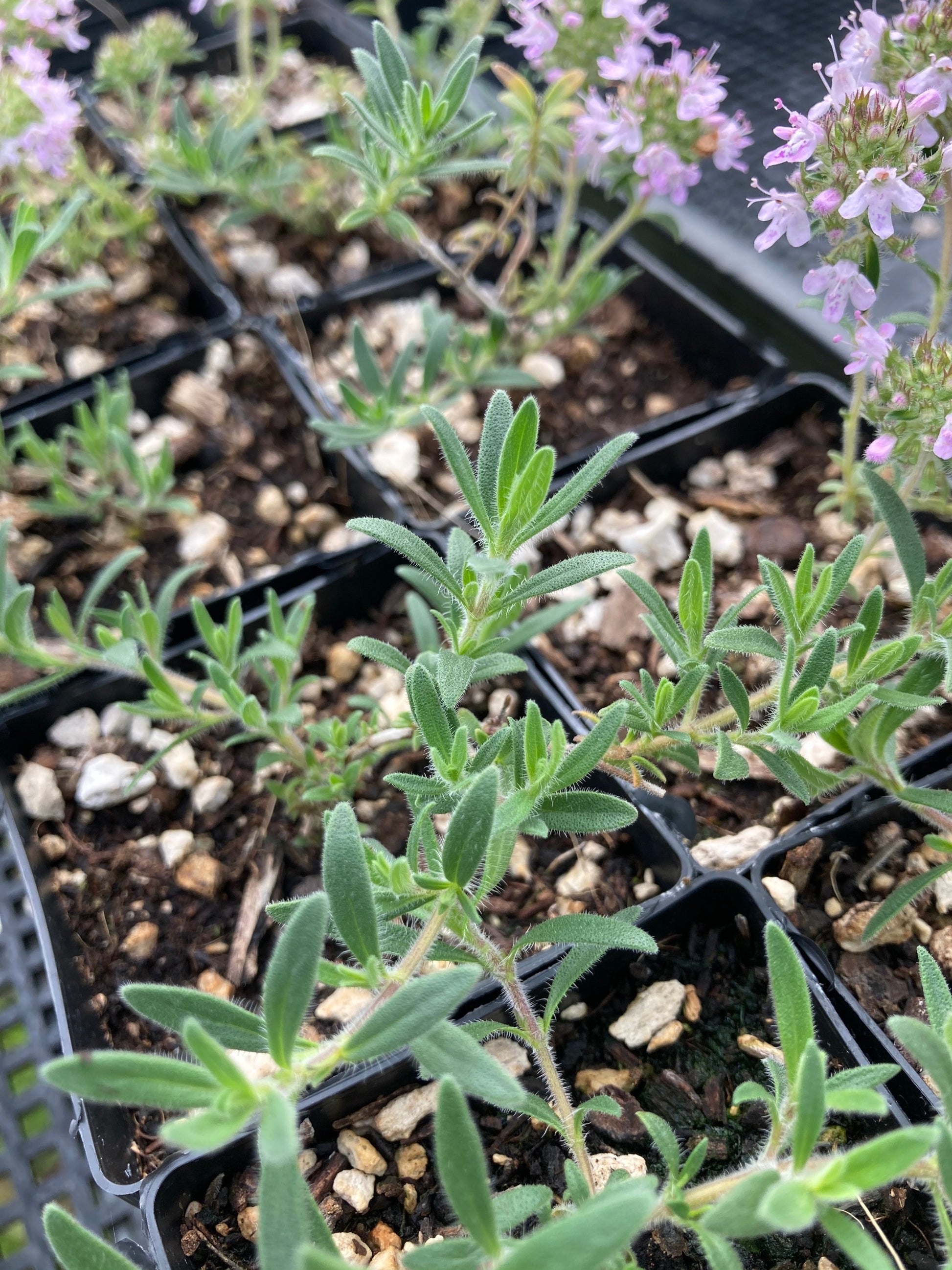 Long Leaf Gray thyme foliage