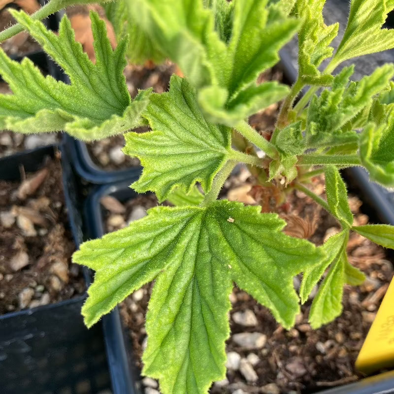 Pelargonium Mabel Gray foliage