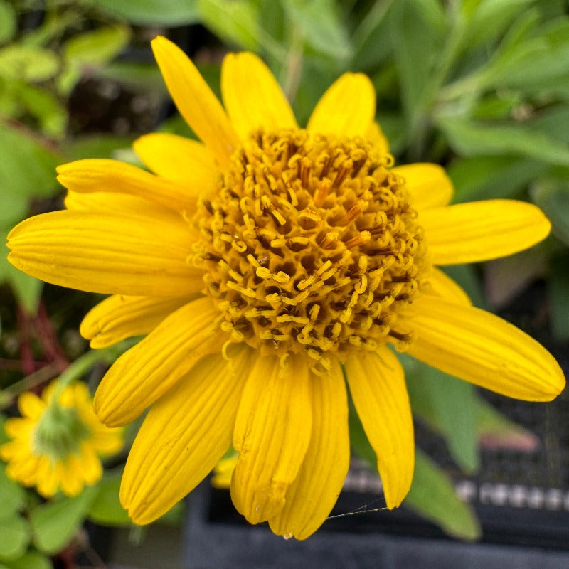 Yellow blooming meadow arnica plant and flower