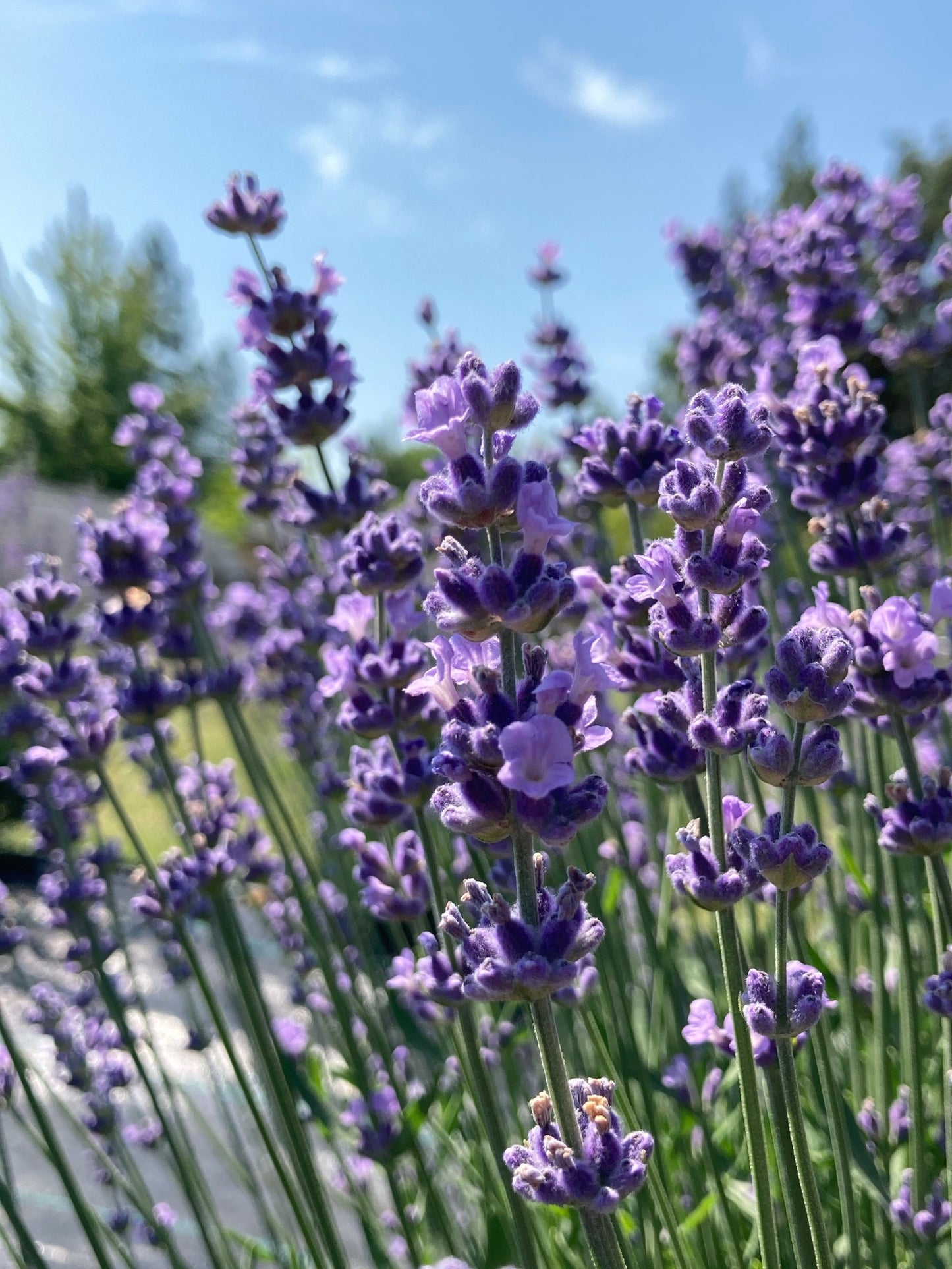 Melissa Lilac Lavender bloom