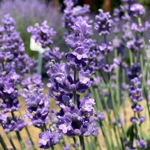 are lilac and lavender the same flower Melissa Lilac Lavender - Violet-Blue English Lavender
