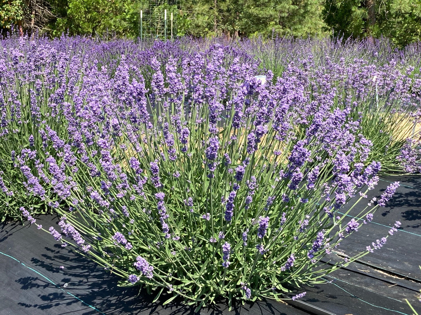 Melissa Lilac Lavender shrub planted