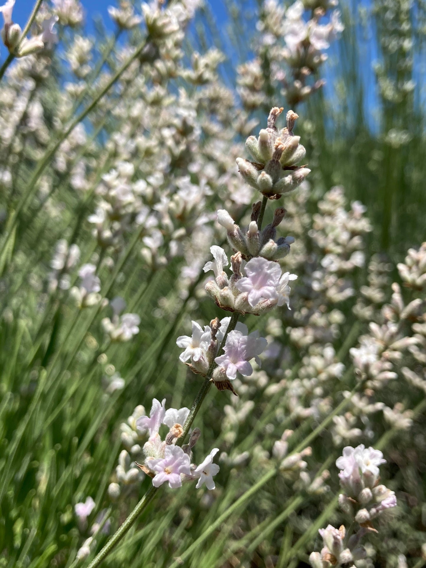 Melissa lavender bloom