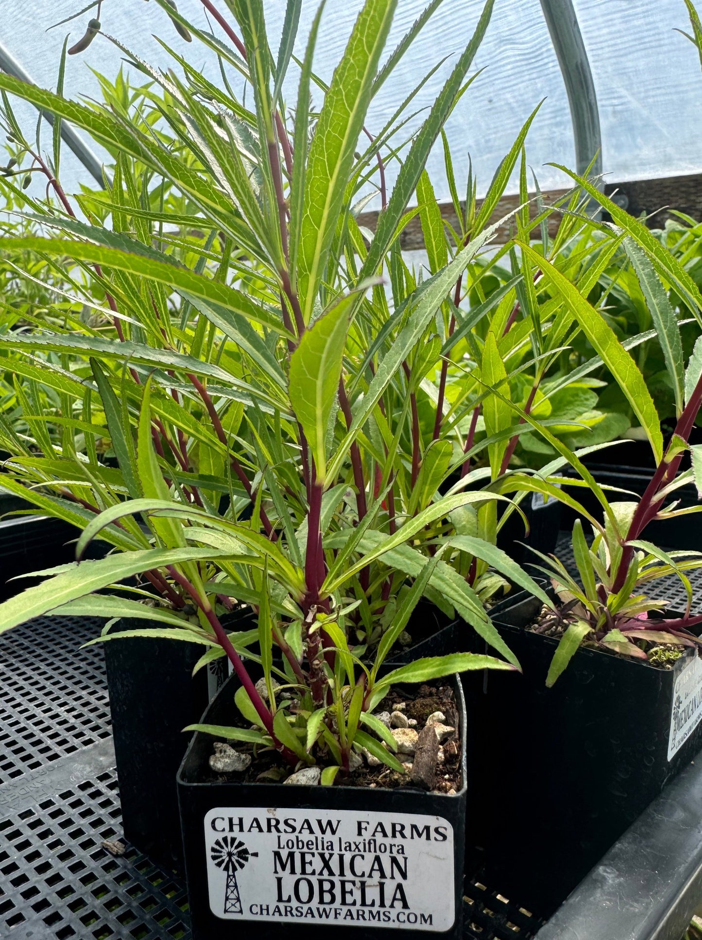 Lobelia laxiflora (Mexican Lobelia)