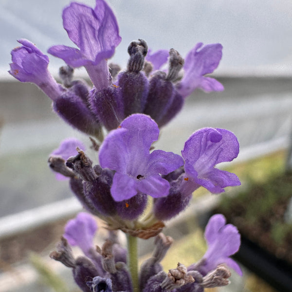 Lavandula angustifolia 'Middachten' Lavender
