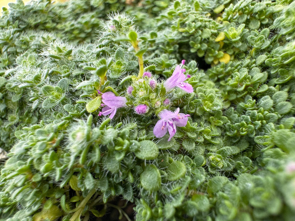 Close-up of a green plant with small pink flowers