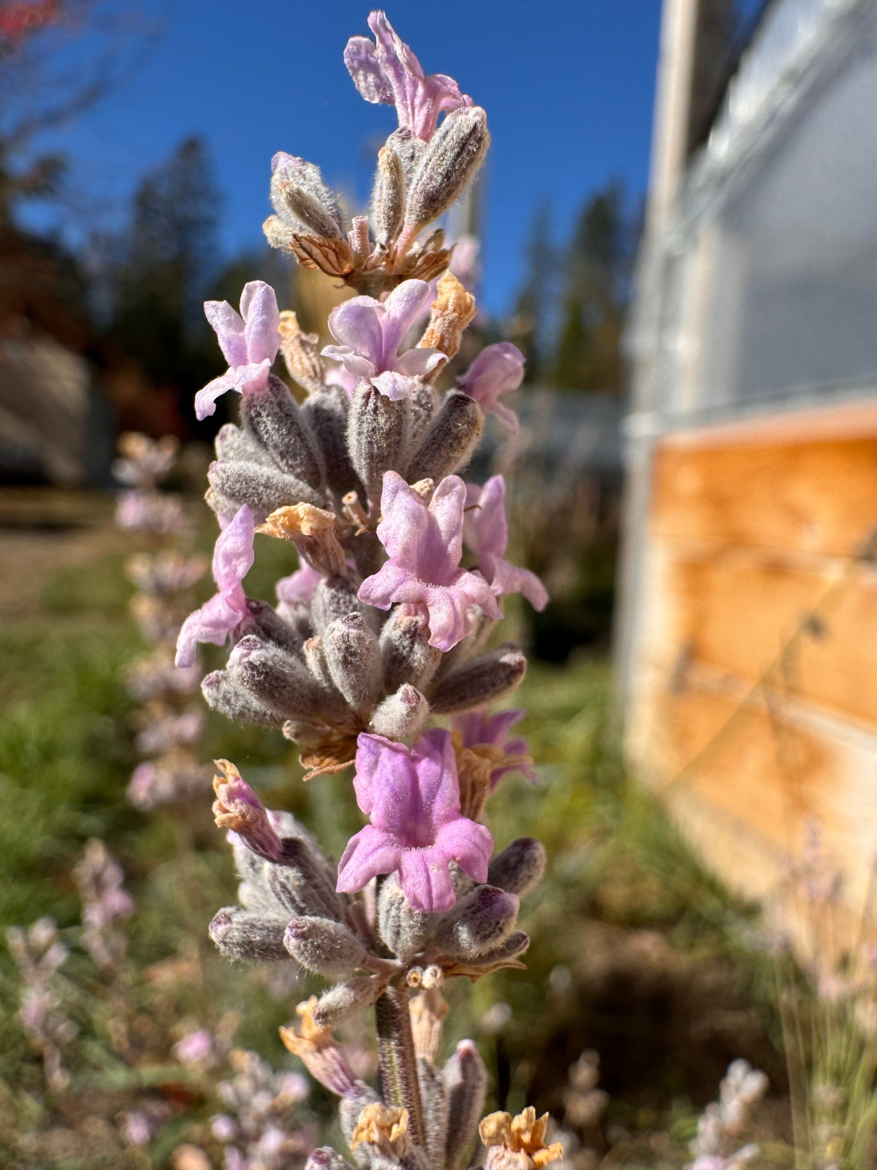 pink lavender seeds Miss Katherine Pink Lavender