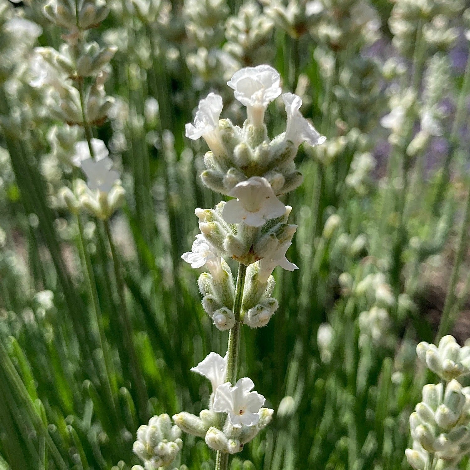 white flowers to plant with lavender Nana Alba' Lavandula angustifolia (dwarf white lavender)