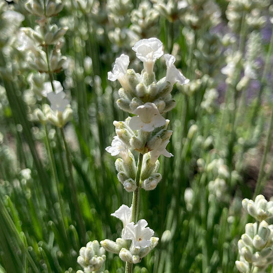 Nana Alba Lavender
