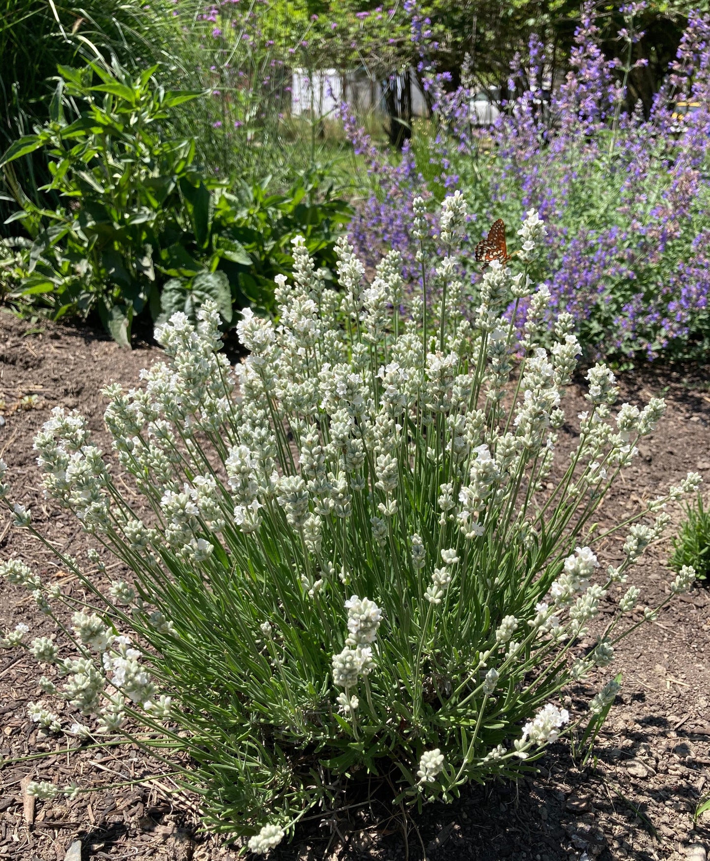 Nana Alba white lavender in the ground