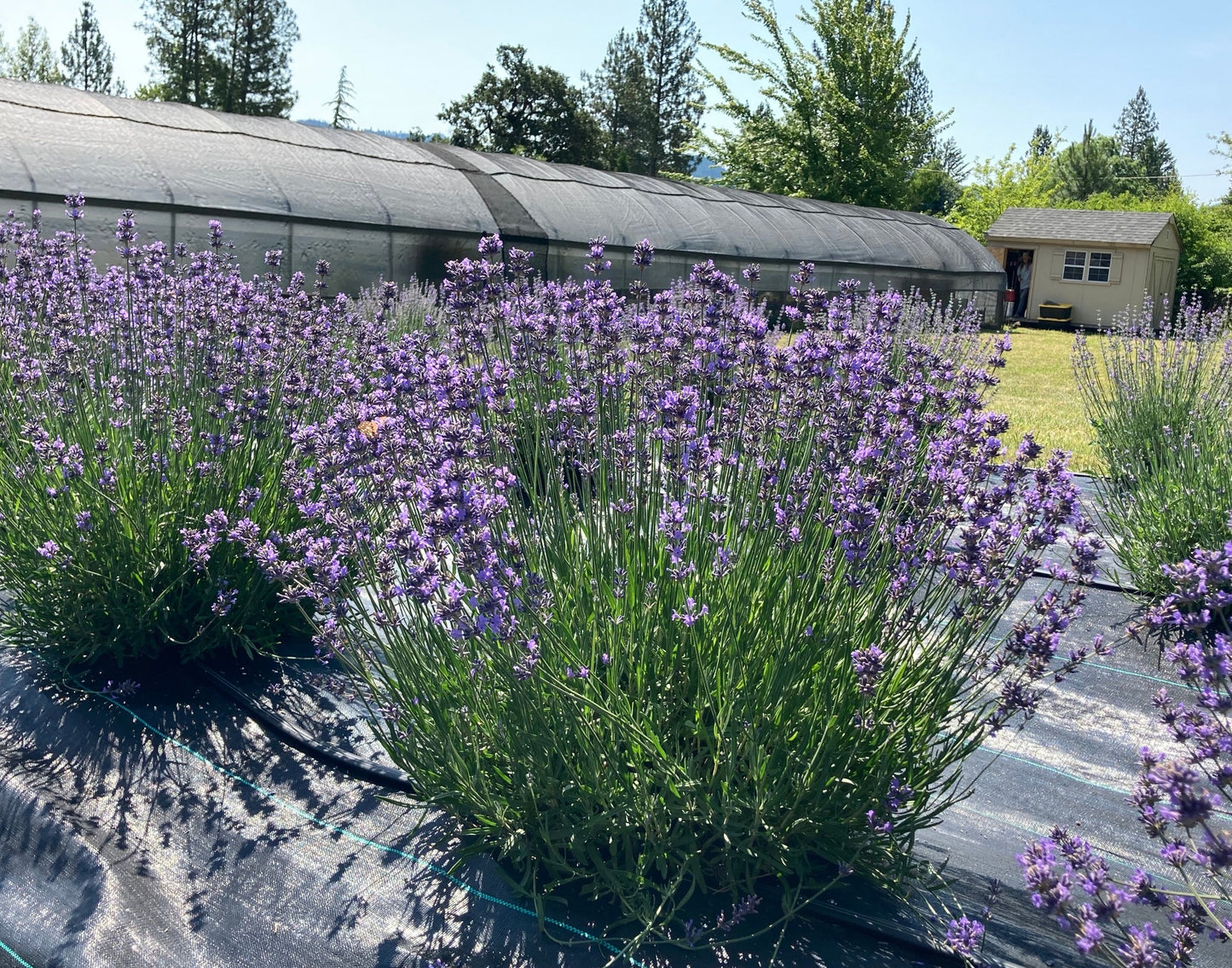 New Zealand Blue lavender plant