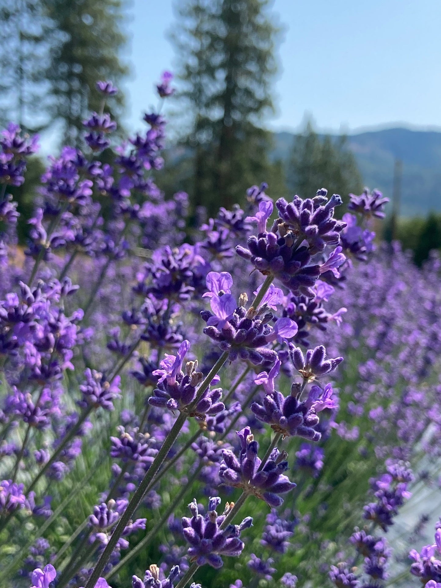 New Zealand Blue lavender blooms
