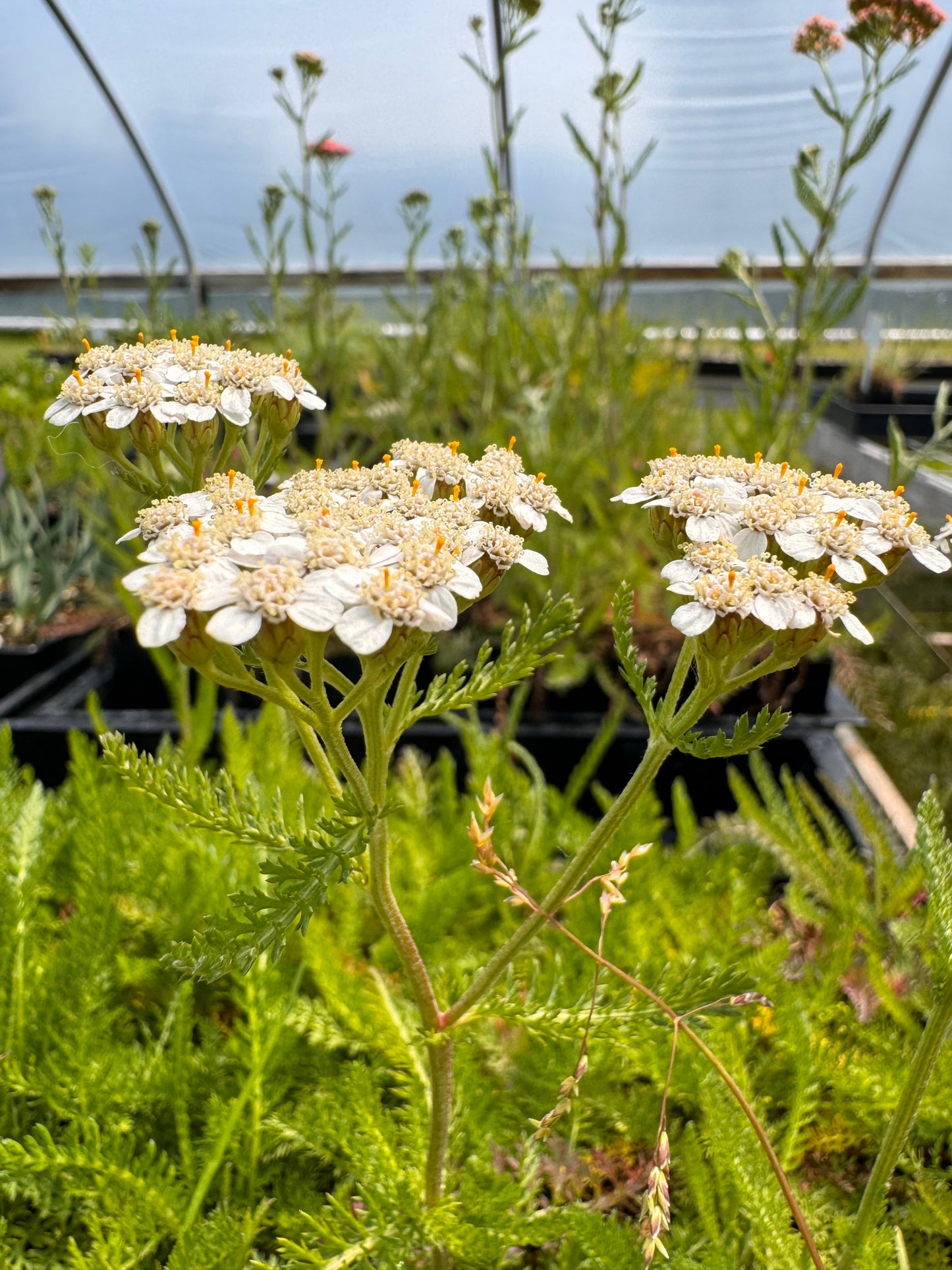 Achillea millefolium Official Yarrow in bloom in greenhouse