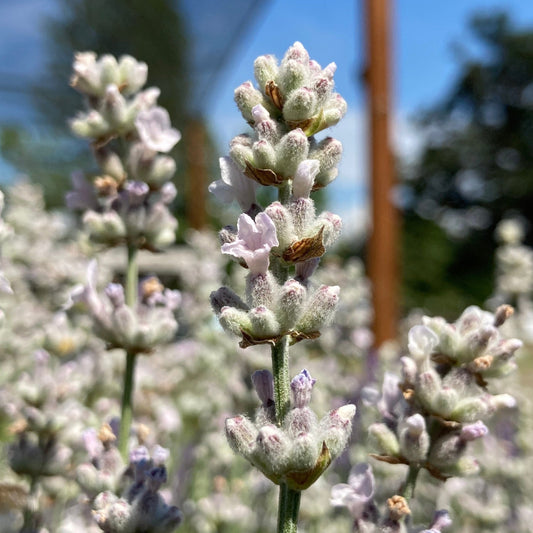 Opal Rain Lavender