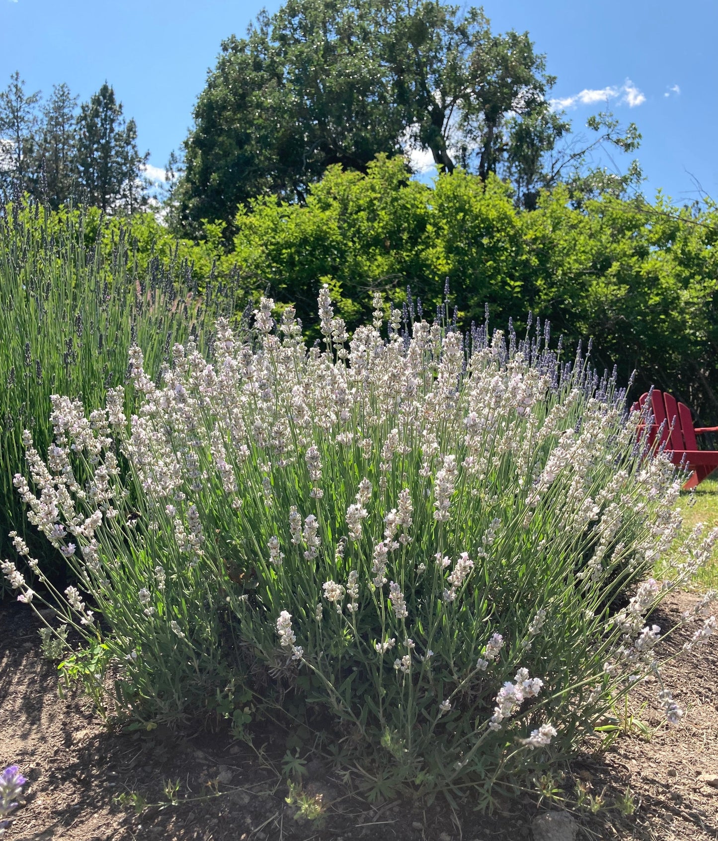 Opal Rain lavender planted in the ground