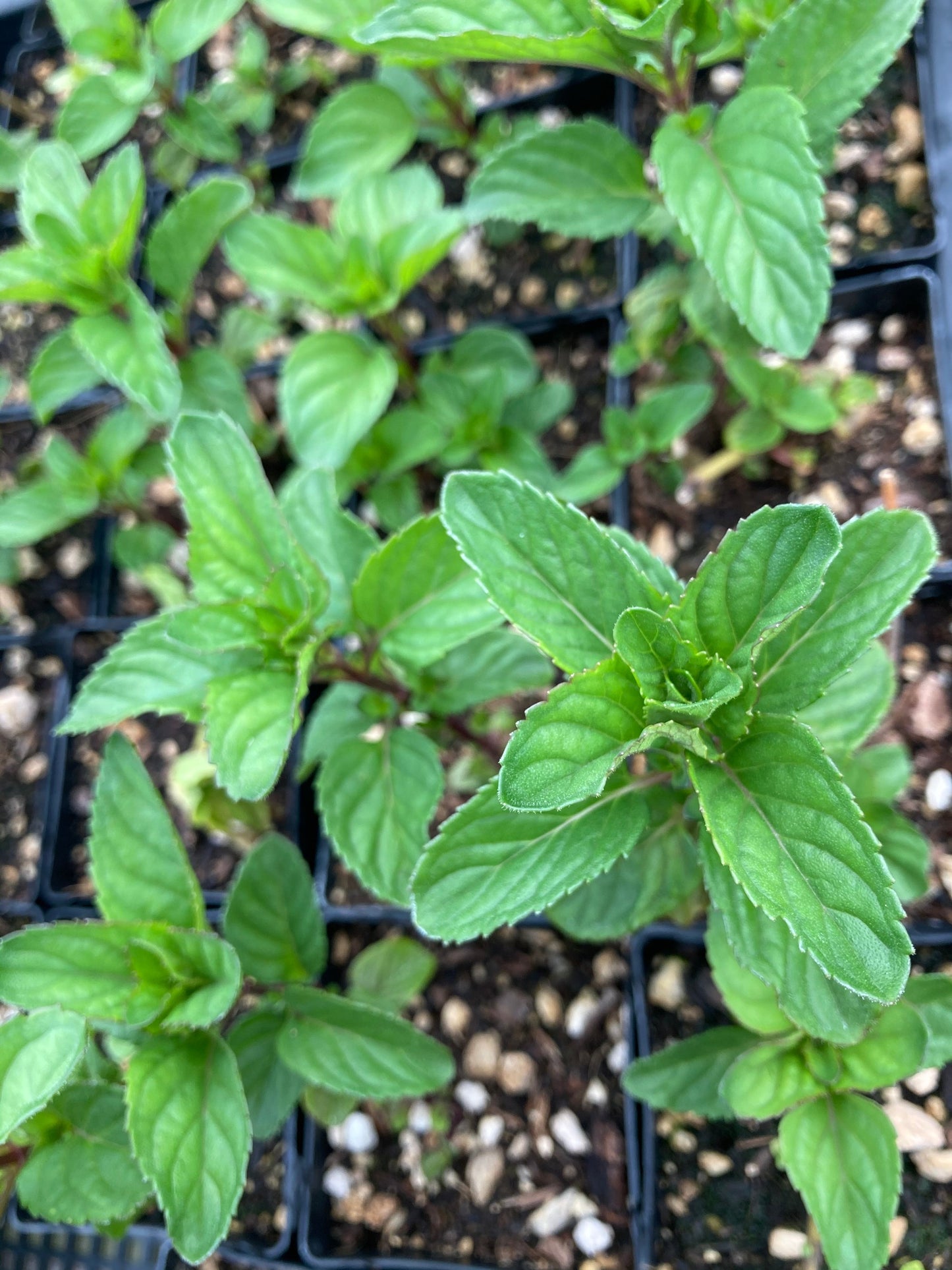 Orange Mint close up on foliage