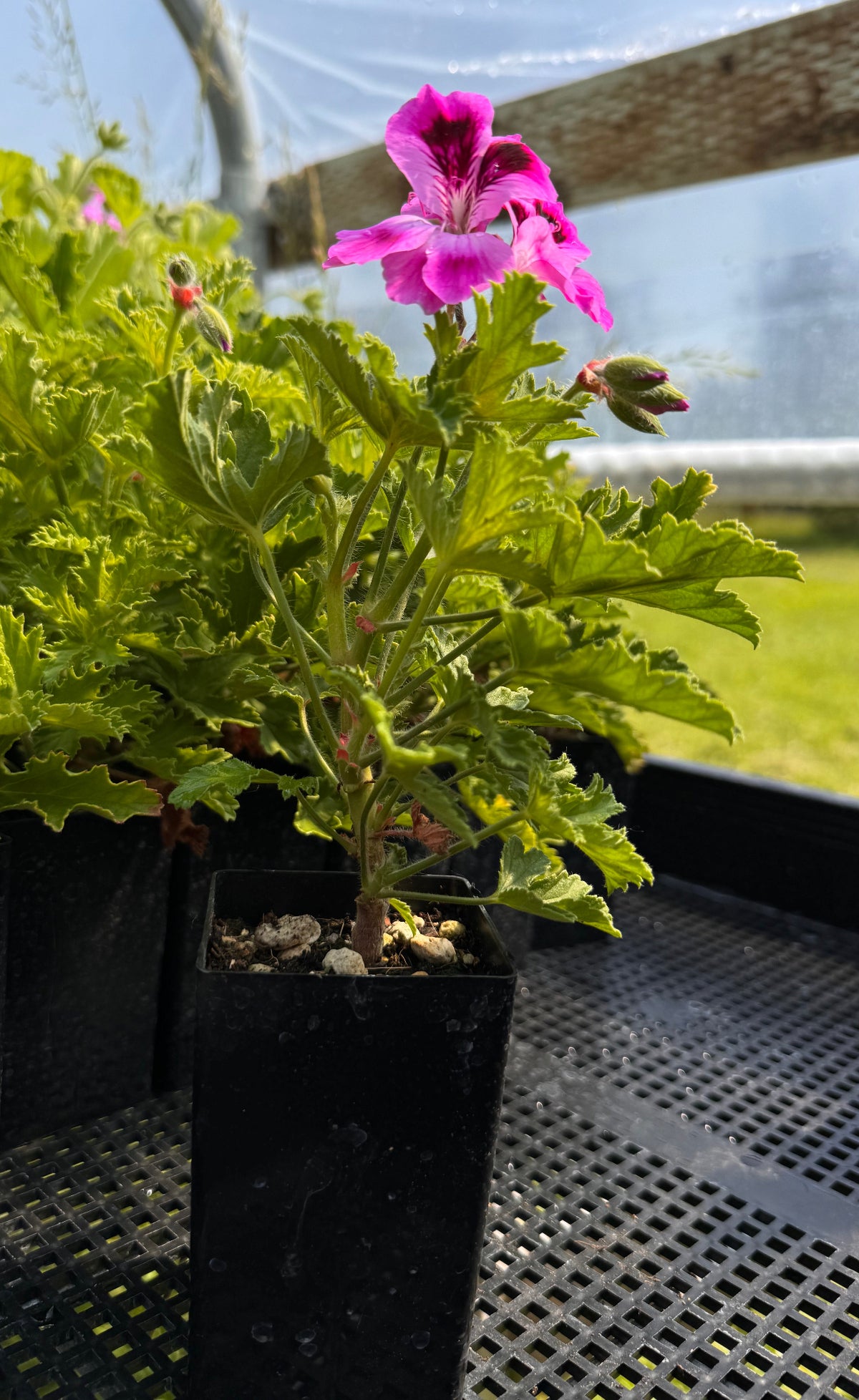 Orsett Scented Pelargonium