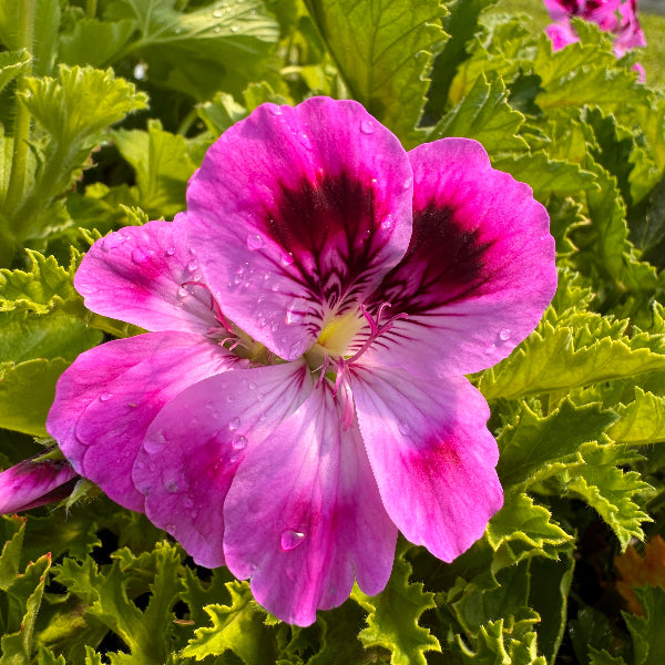 Orsett Scented Pelargonium