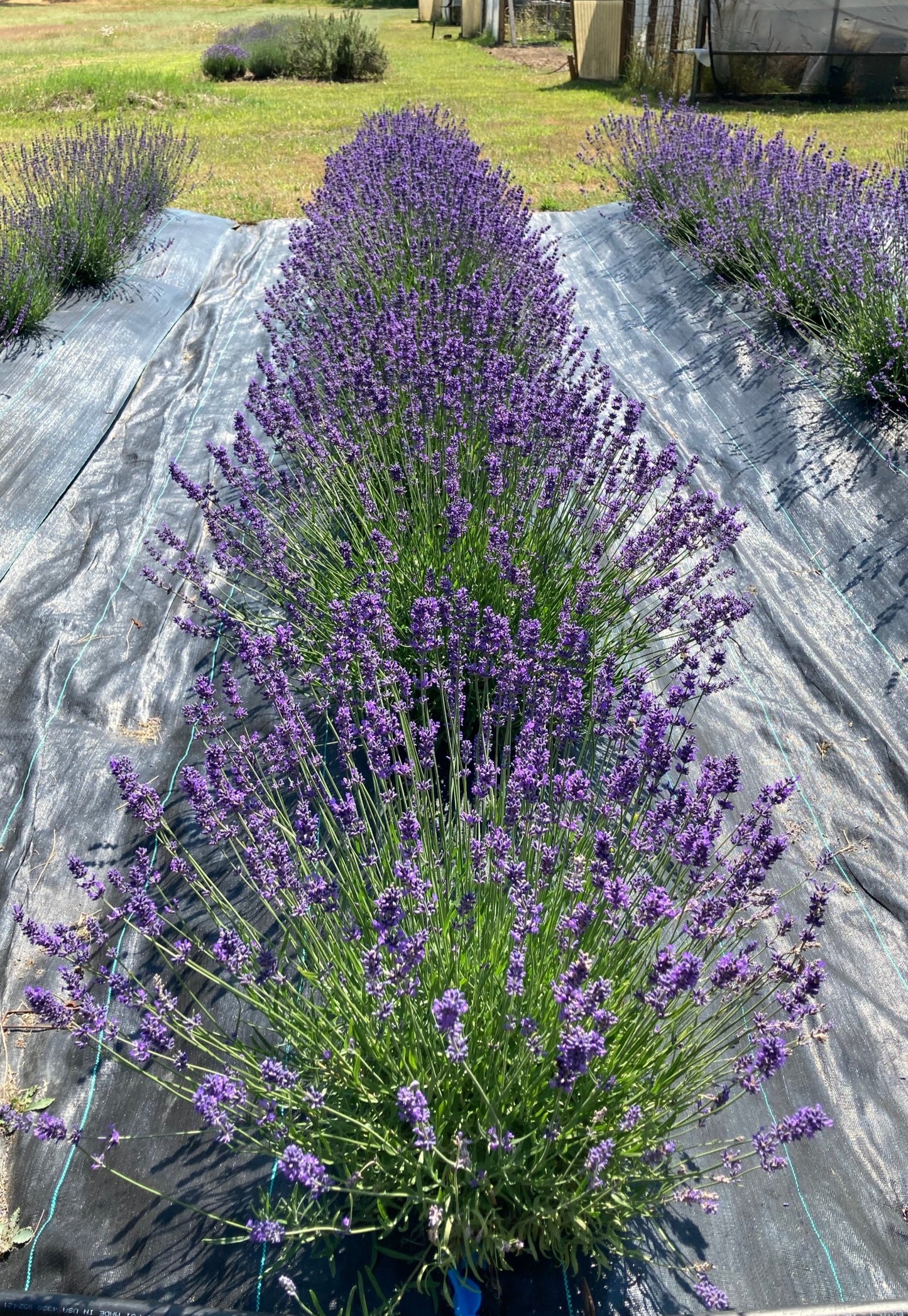 Pacific Blue Lavender Row