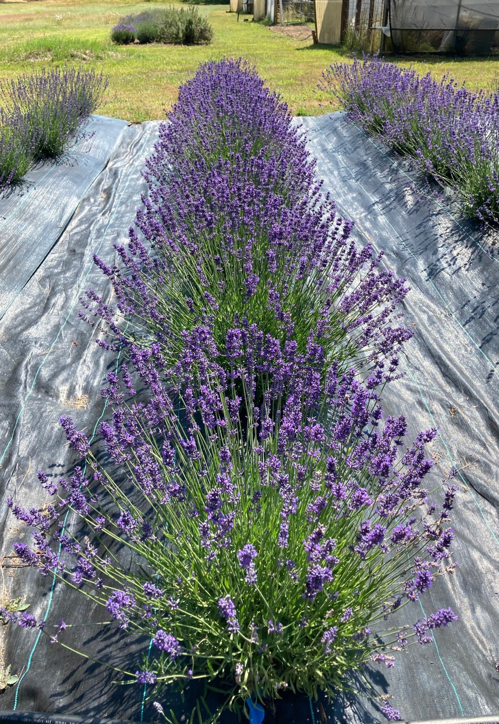 Pacific Blue Lavender Row